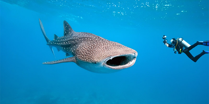 whale sharks