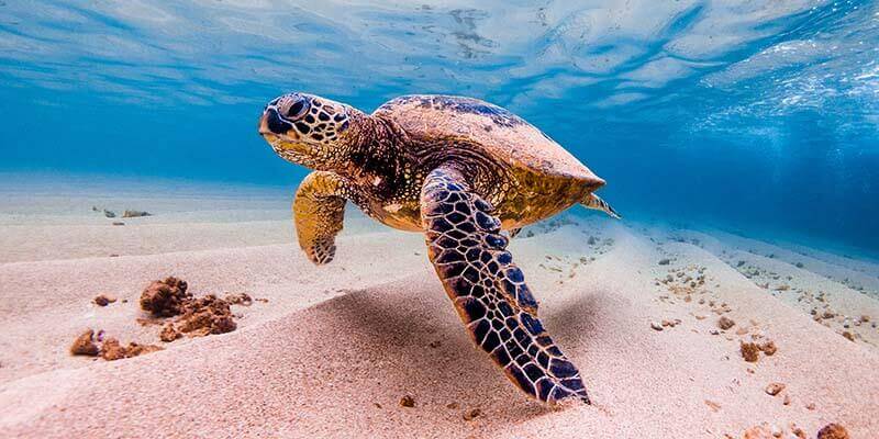 sea turtle