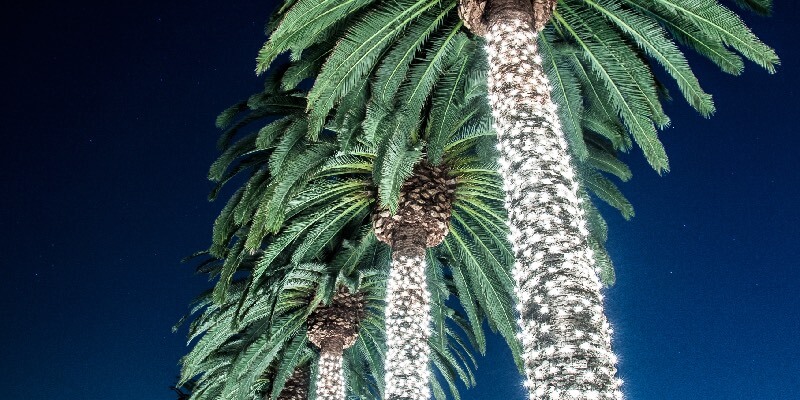 Christmas Palm Trees